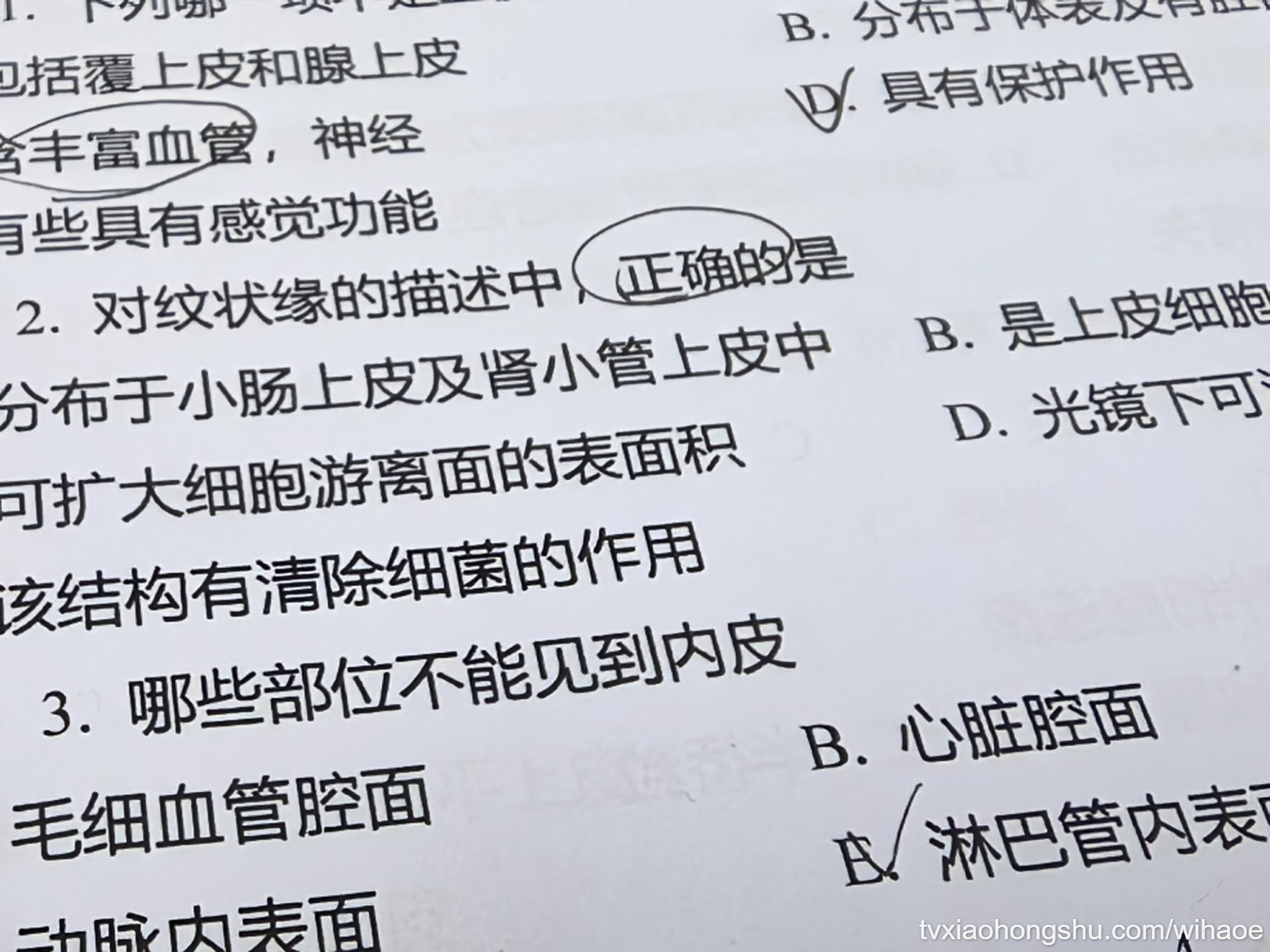 懵了哥哥们 - 私房ACG - sifacg.com