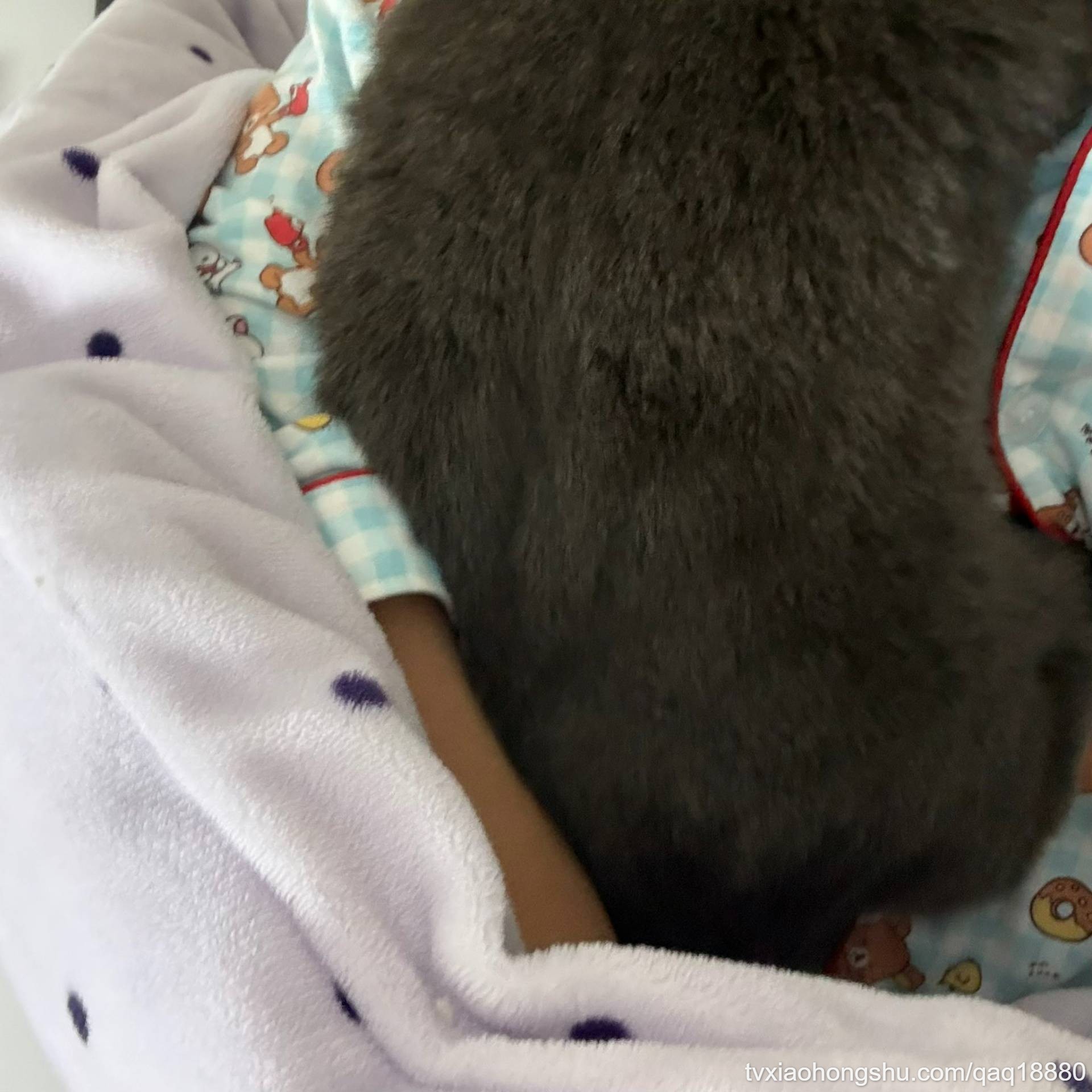 有门哥说 实名羡慕我这个猫 - 私房ACG - sifacg.com