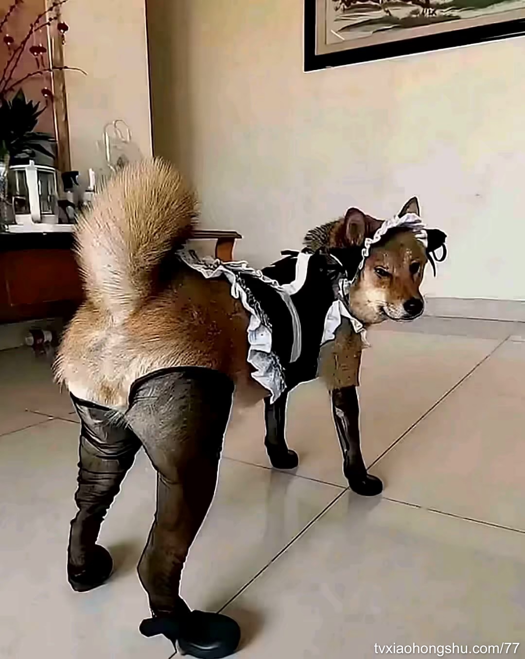 猎奇，重口，反差，白虎 - 私房ACG - sifacg.com