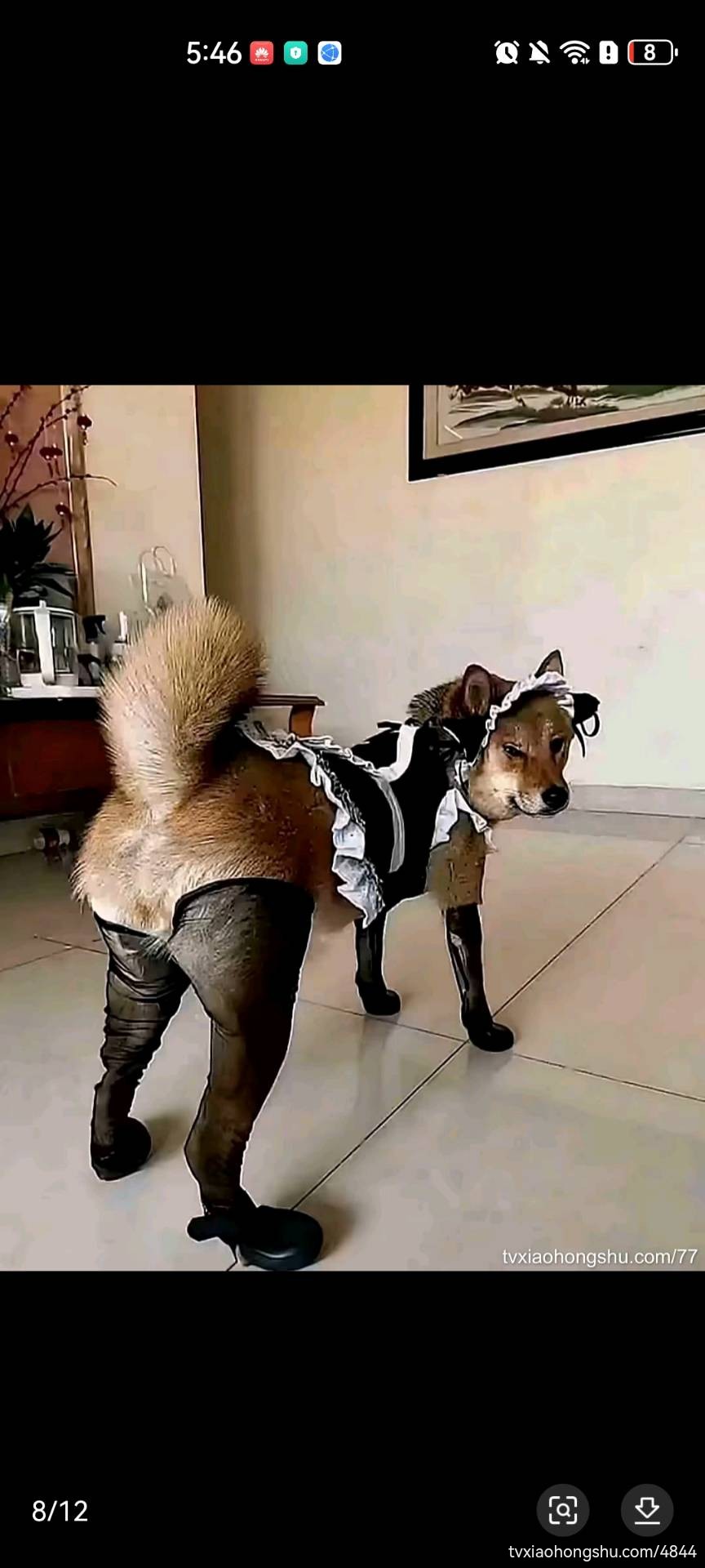 原神牛逼 - 私房ACG - sifacg.com