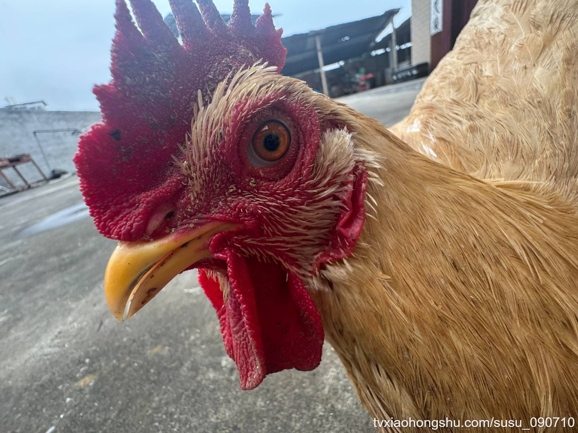 我只是一个乡下的忧郁女孩，我出门都要踩鸡粑粑我怎么敢和你打语音打视频，我怕等一下鸡打鸣你嫌弃我我只是 - 私房ACG - sifacg.com