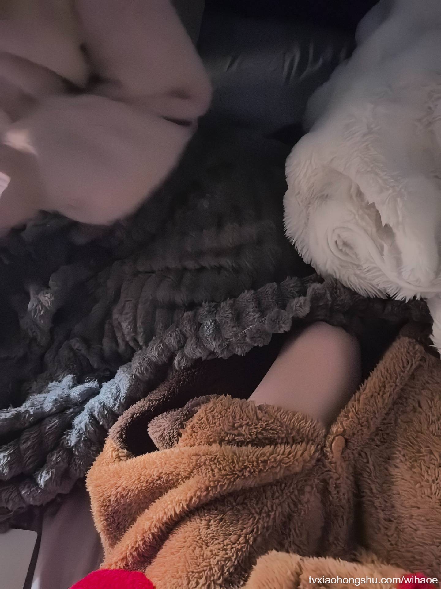 小狗都给你看 - 私房ACG - sifacg.com